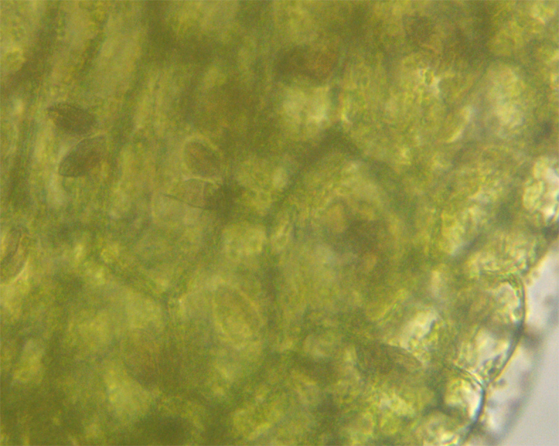 Riccardia palmata